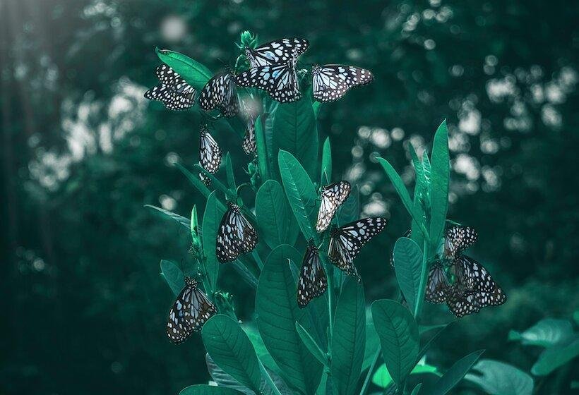 Butterflies arround