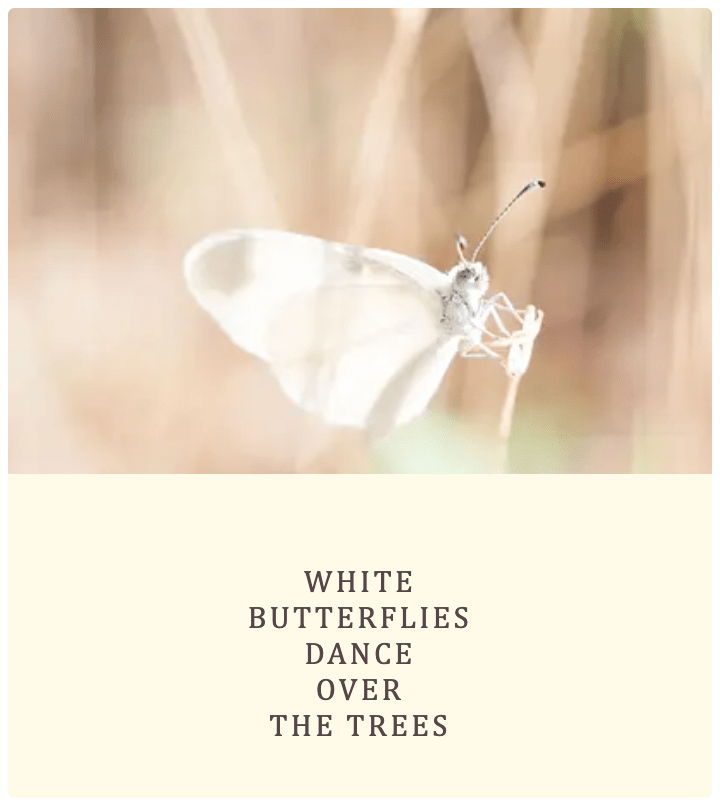Butterfly Poem