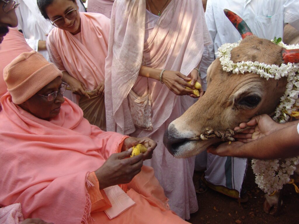 Satchidananda feeding cow
